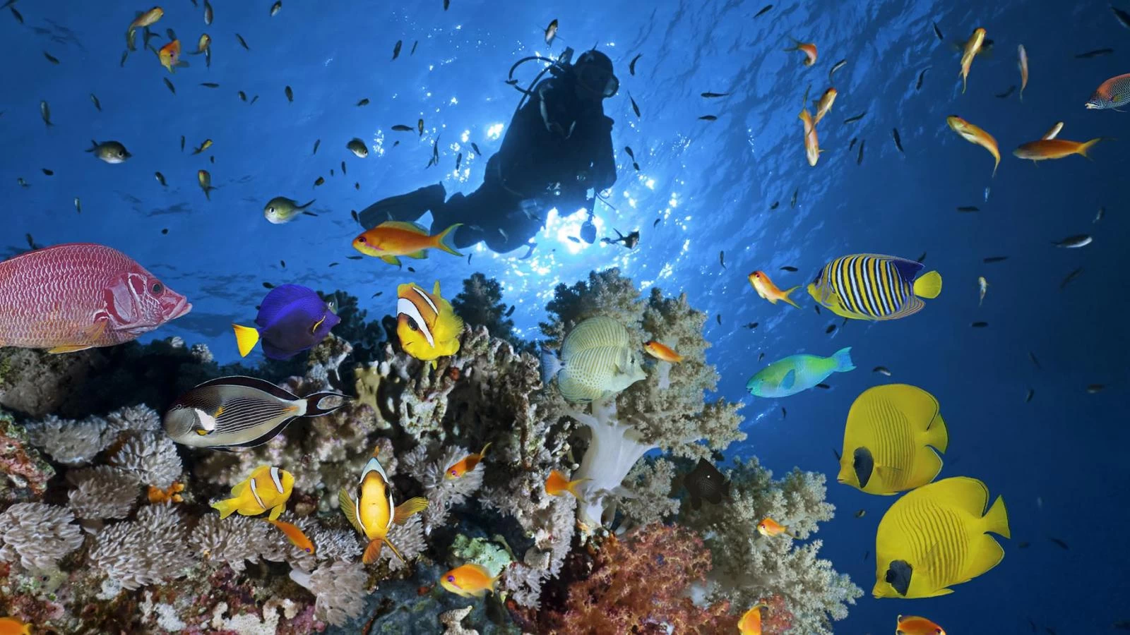 Exploring the Red Sea: Diving in Hurghada & Sharm El Sheikh