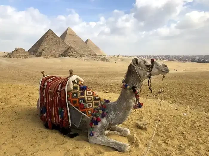 The Ultimate Guide to Horse and Camel Riding in Egypt